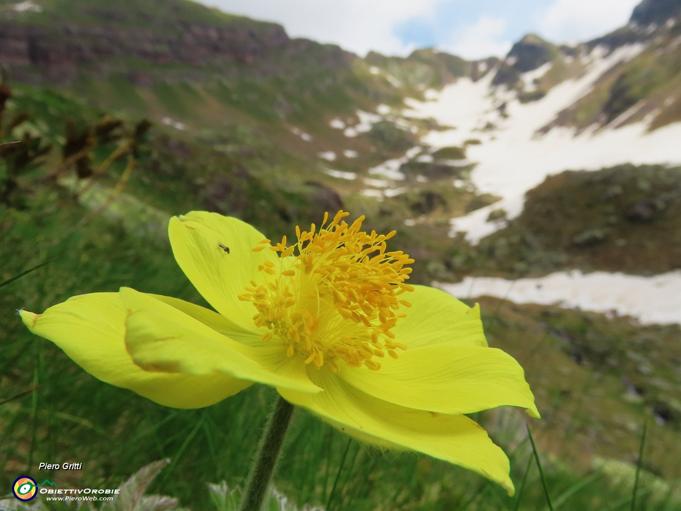 31 Pulsatilla alpina sulphurea con vista verso il Pietra Quadra.JPG